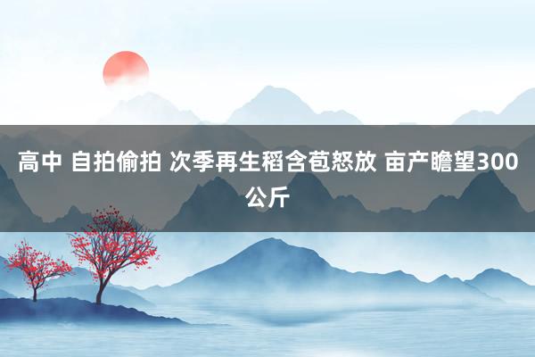 高中 自拍偷拍 次季再生稻含苞怒放 亩产瞻望300公斤