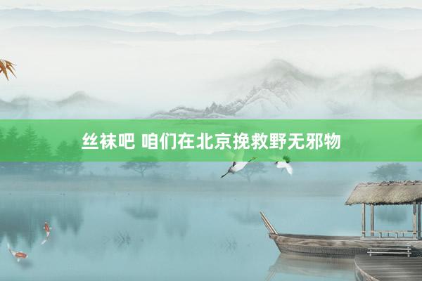 丝袜吧 咱们在北京挽救野无邪物