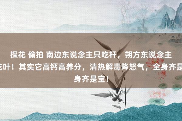 探花 偷拍 南边东说念主只吃杆，朔方东说念主只吃叶！其实它高钙高养分，清热解毒降怒气，全身齐是宝！